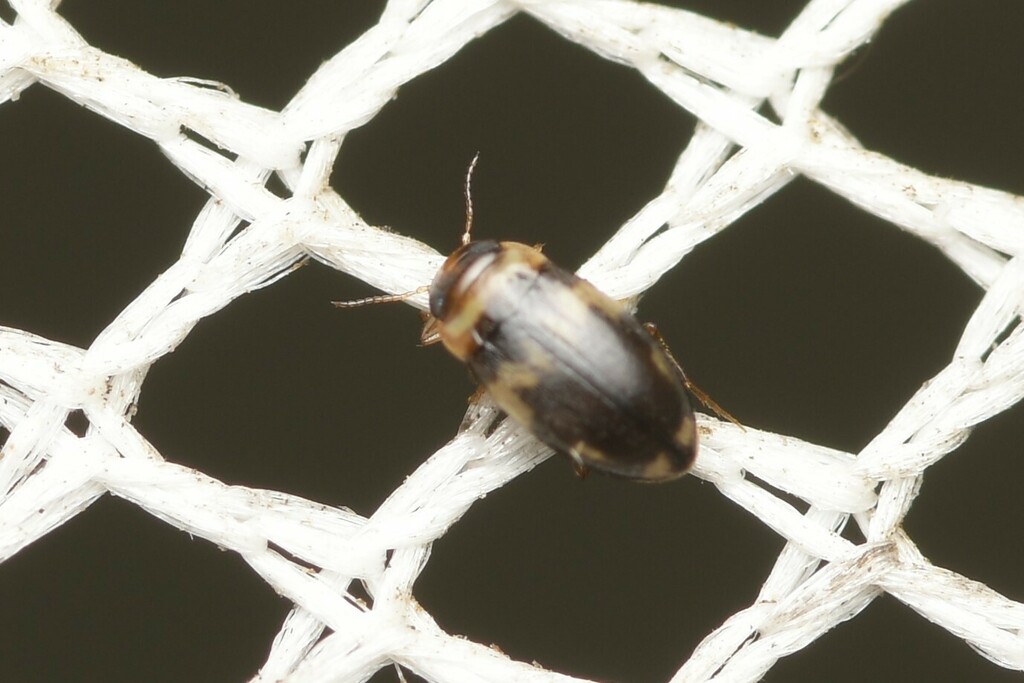 Neobidessodes bilita