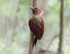 Chrysophlegma miniaceum