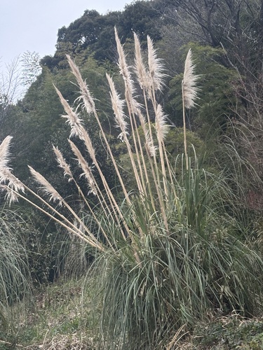 Saccharum arundinaceum iNat (2)