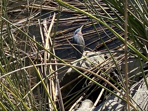 iNaturalist observation photo of Green Heron