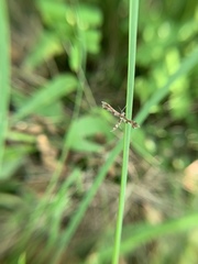 Geina periscelidactylus