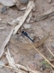 Indothemis carnatica