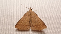 Zanclognatha lunalis