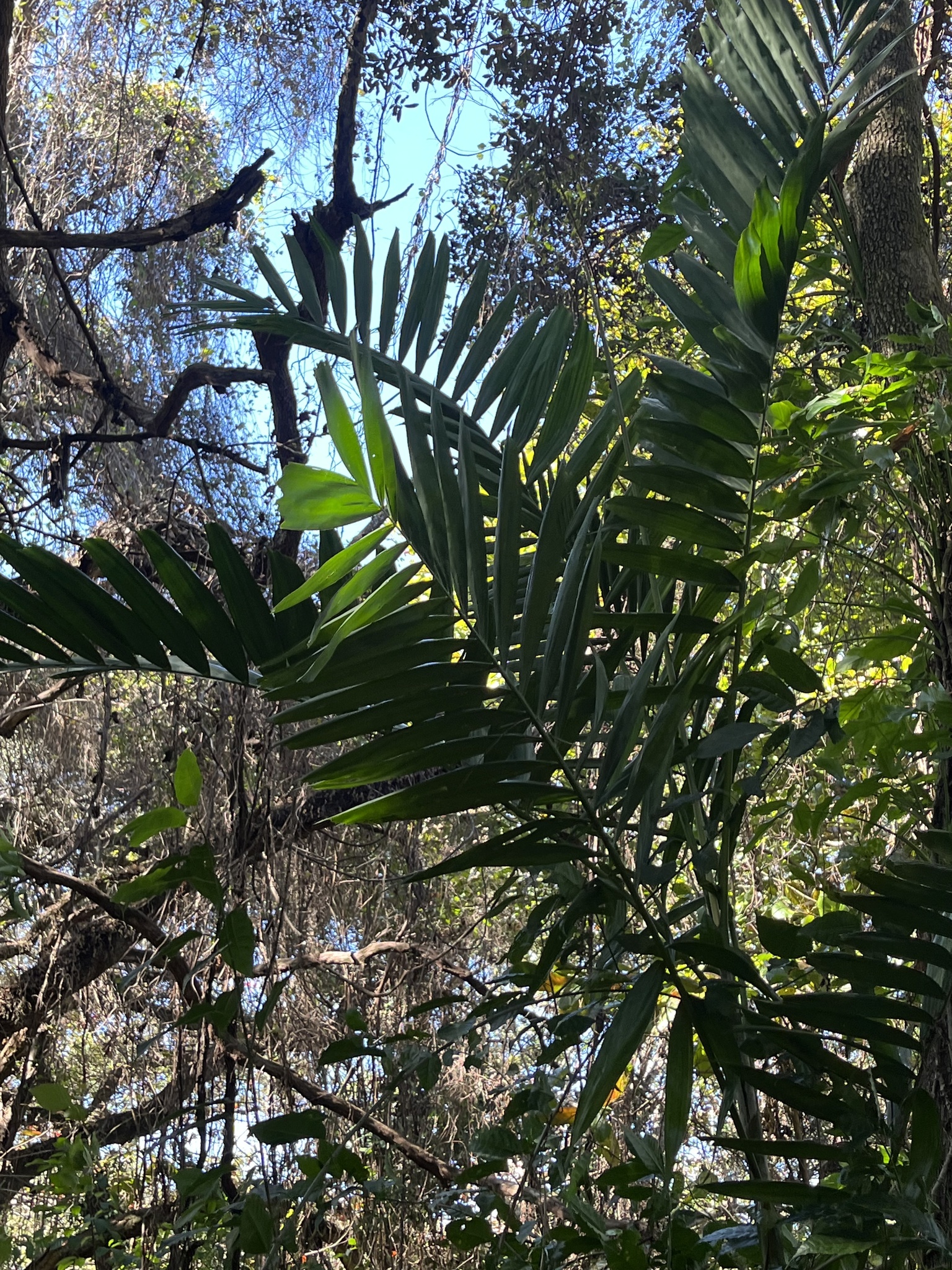 Imagem de Palmeira-de-jardim