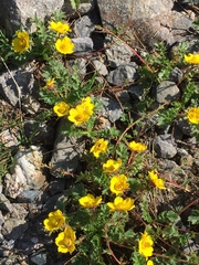 Geum reptans