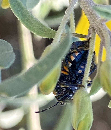 iNaturalist observation photo of Harlequin Bug