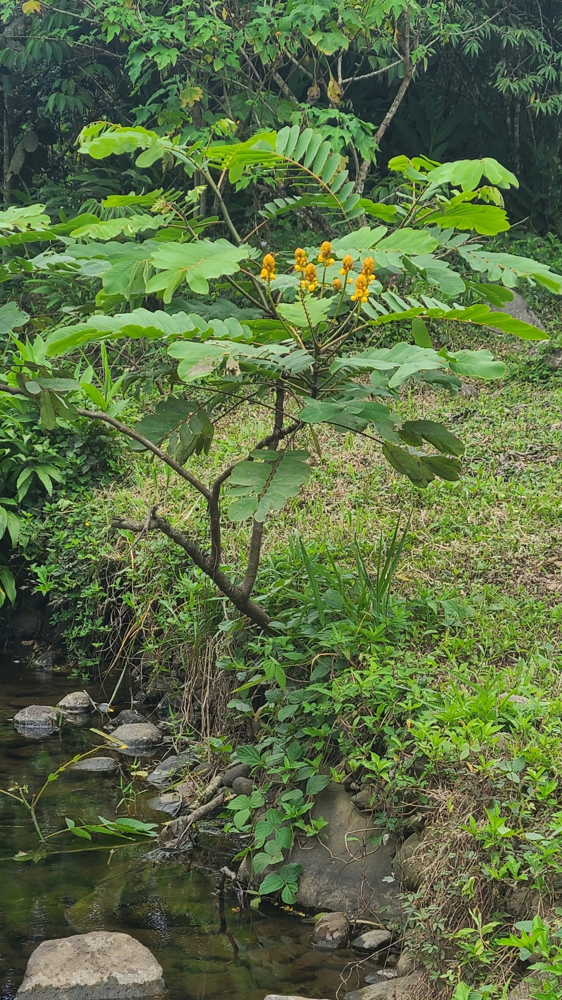 Imagem de Mata-pasto