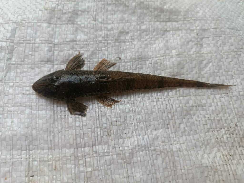 Knife whiptail catfish (Pseudohemiodon lamina) — Loricariidae
