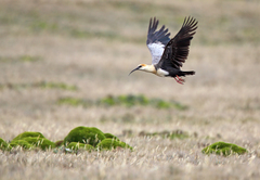 Theristicus branickii