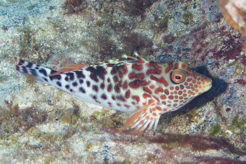 Notocirrhitus, 2025-01-09