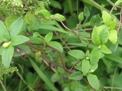 Codonopsis lanceolata
