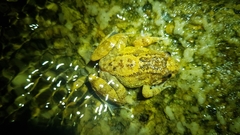 Limnonectes deinodon