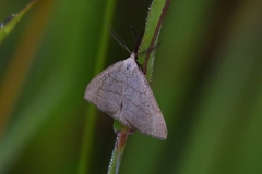 Pechipogo strigilata