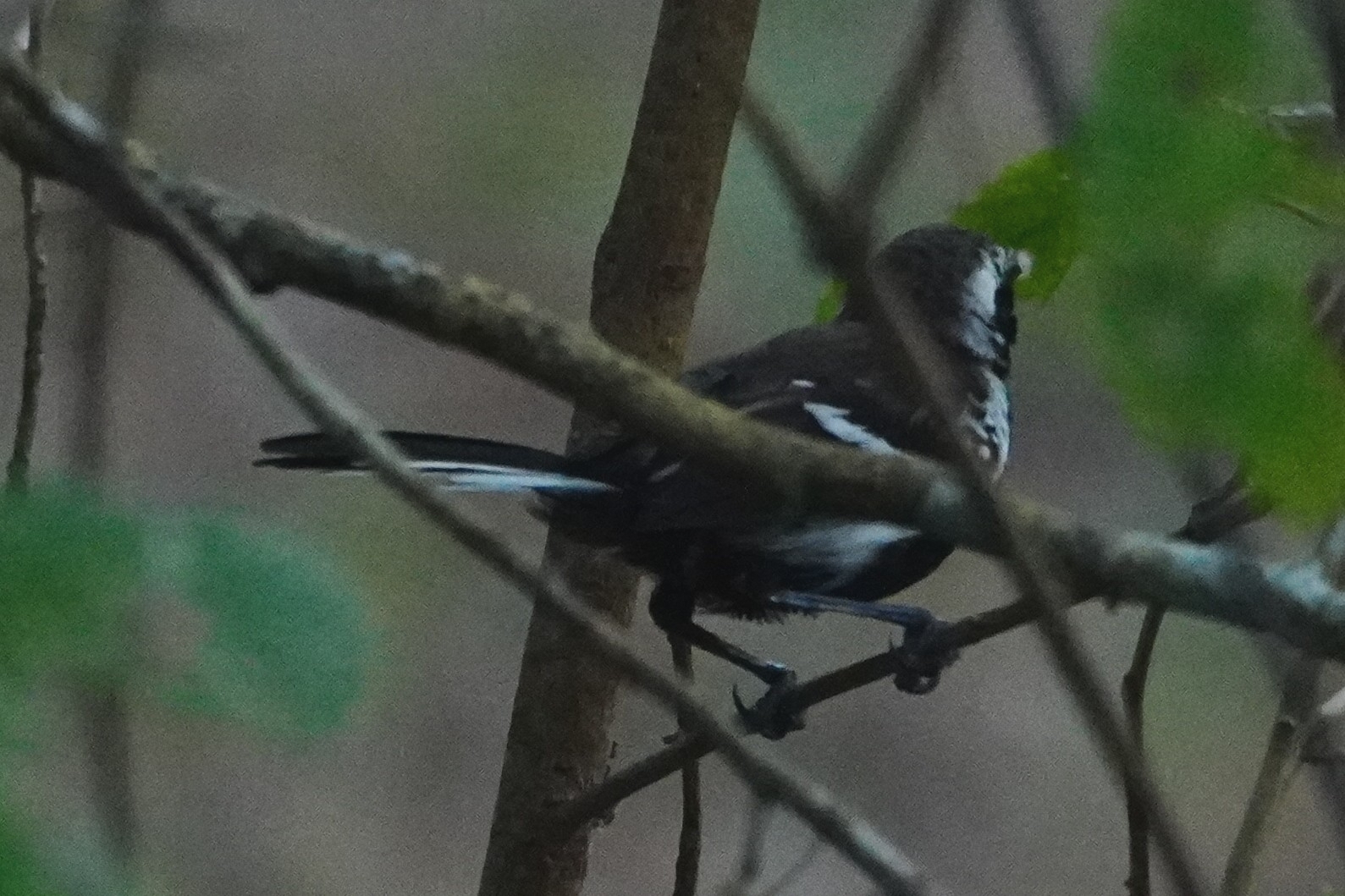 Southern White-fringed Antwren (Formicivora grisea), photo 2