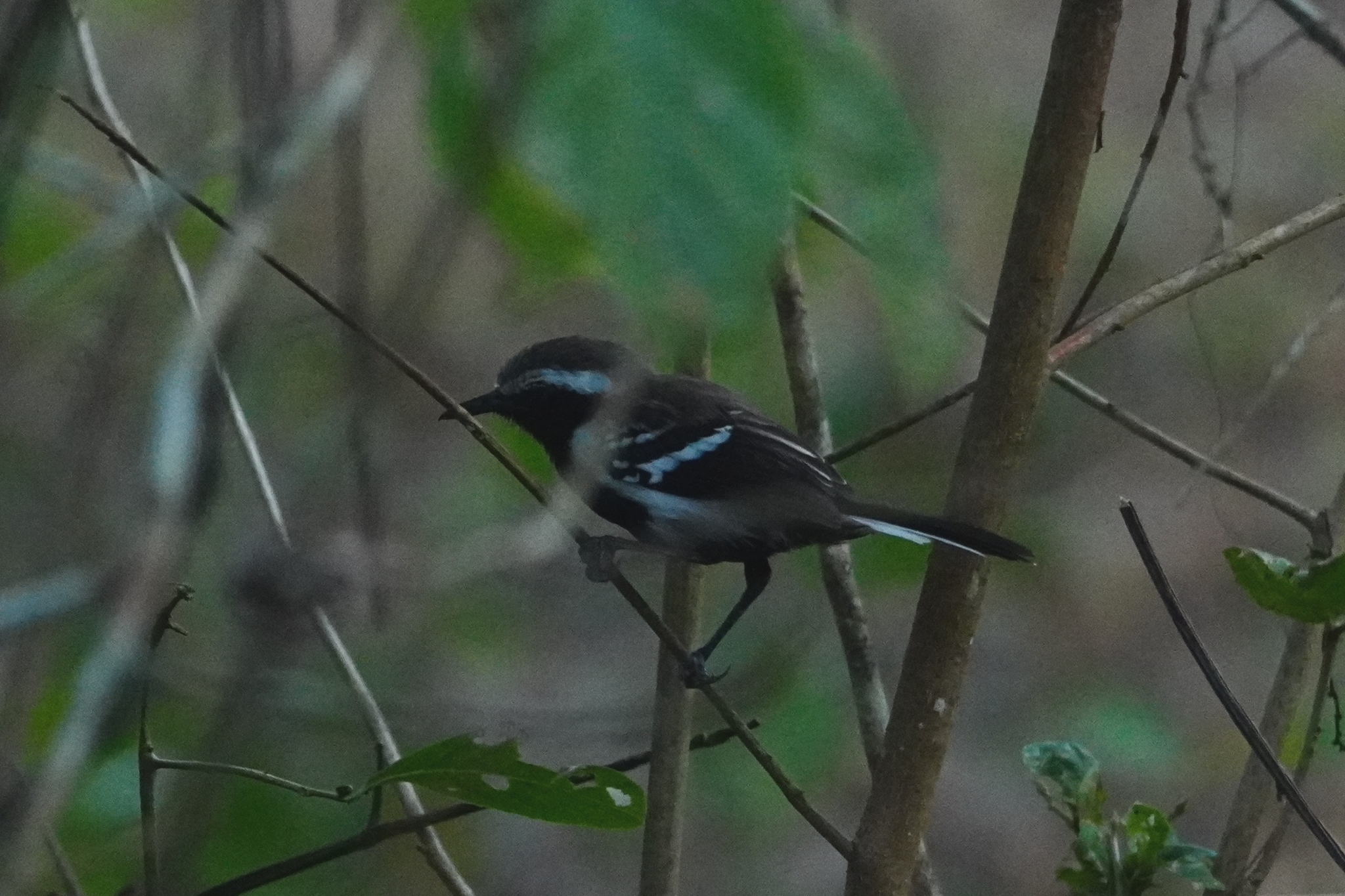 Southern White-fringed Antwren (Formicivora grisea), photo 3