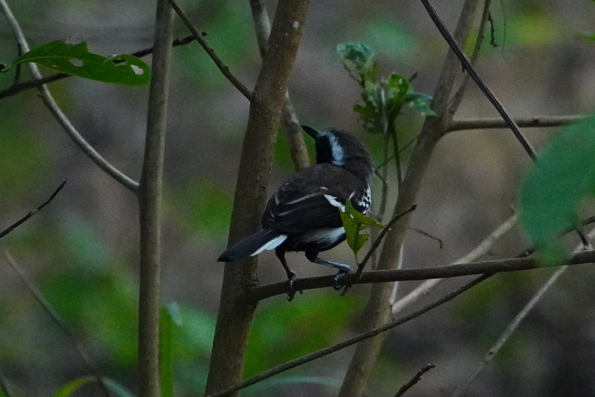 Southern White-fringed Antwren (Formicivora grisea), photo 10