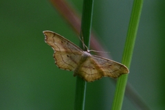 Idaea emarginata