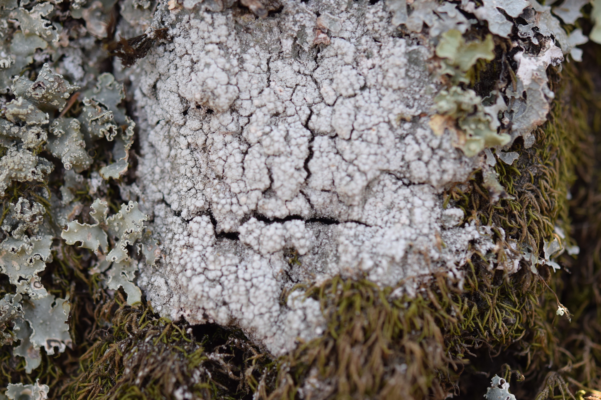 Pertusaria amara f. amara image