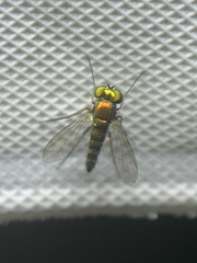 Condylostylus caudatus