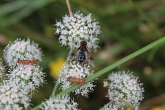 Eristalis rupium