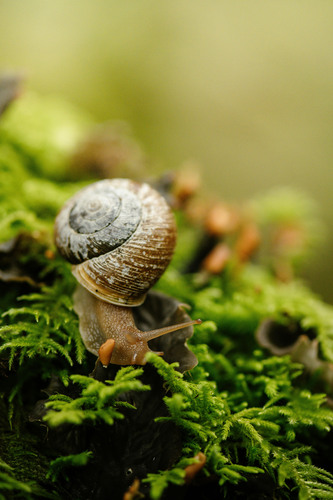Oregon forestsnail