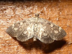 Anania coronata