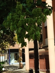 Koelreuteria paniculata