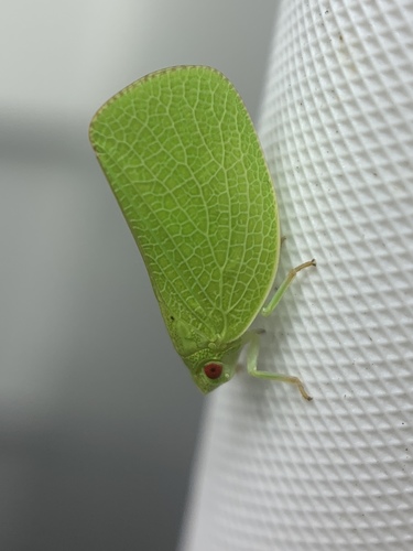 Green Cone-headed Planthopper photo 4
