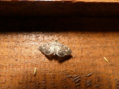 Anania coronata