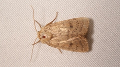 Hoplodrina octogenaria