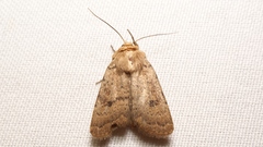 Hoplodrina octogenaria