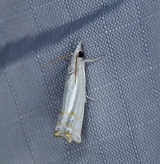 Eschata miranda