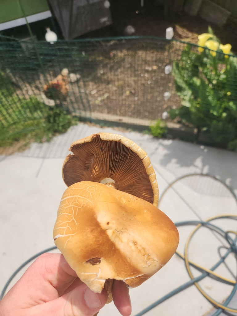 Cyclocybe parasitica · January 2025 · photo: © squidney8 (iNaturalist, cc0)