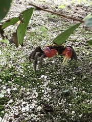 Brachyura