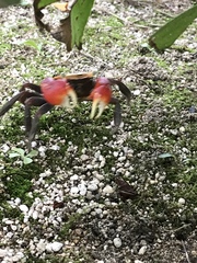 Brachyura