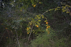 Citrus × taitensis