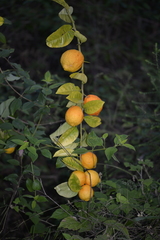 Citrus × taitensis