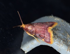 Hypsopygia mauritialis