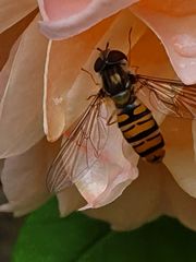 Episyrphus balteatus