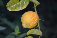 Citrus × taitensis