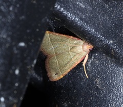 Hypsopygia nonusalis