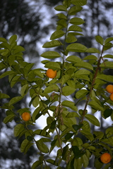 Citrus × taitensis