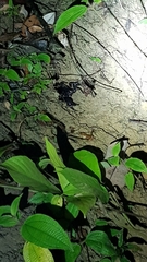 Heterometrus spinifer