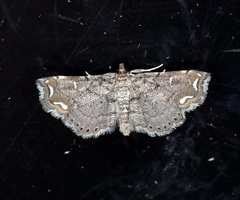 Neomusotima fuscolinealis