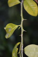 Citrus × taitensis