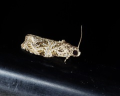 Phaecasiophora
