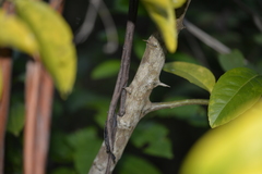 Citrus × taitensis