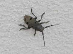 Herophila tristis