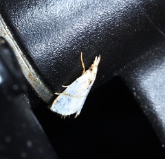 Pseudargyria interruptella