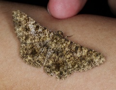 Racotis boarmiaria